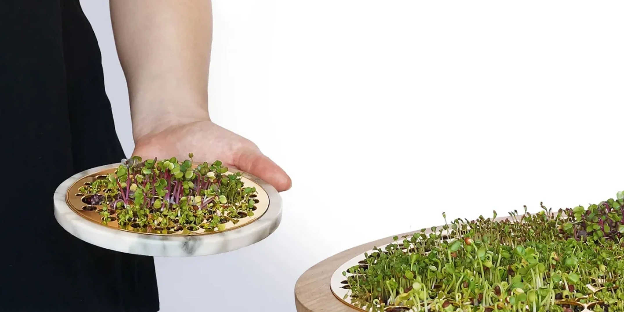 设计资讯｜即使是植物杀手也能养护的绿植